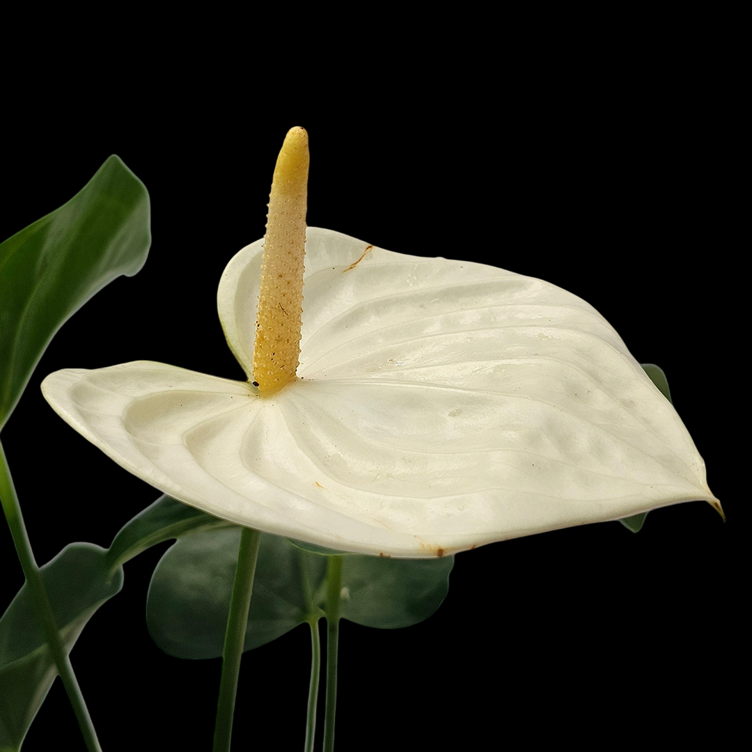 The Plantor