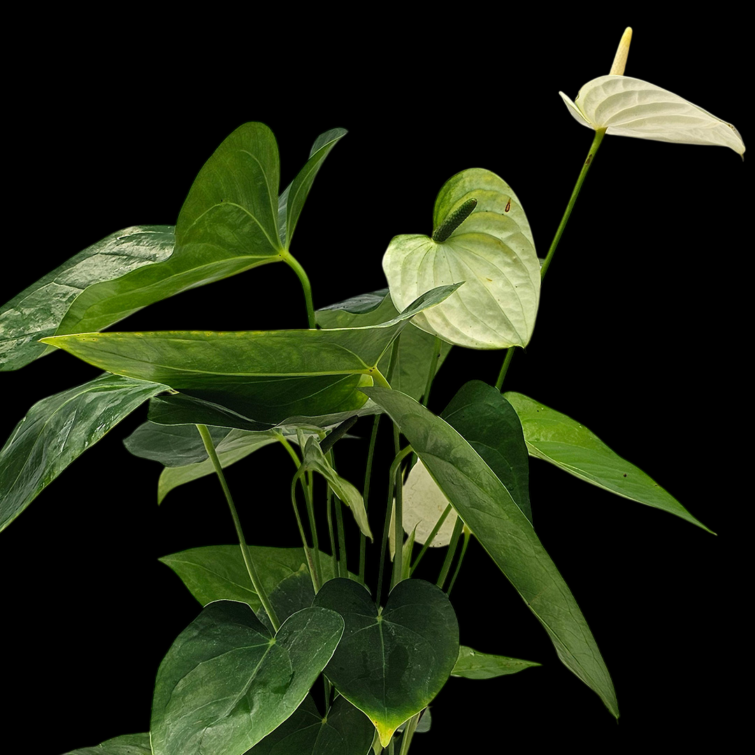 The Plantor