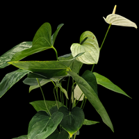 The Plantor