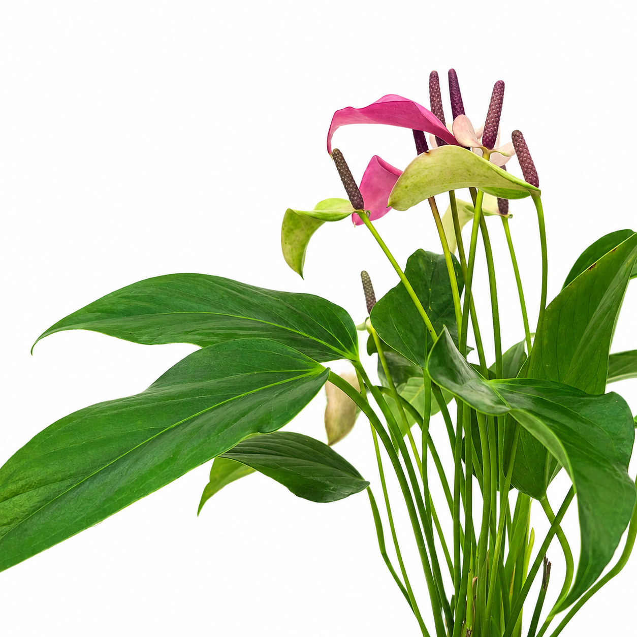 The Plantor