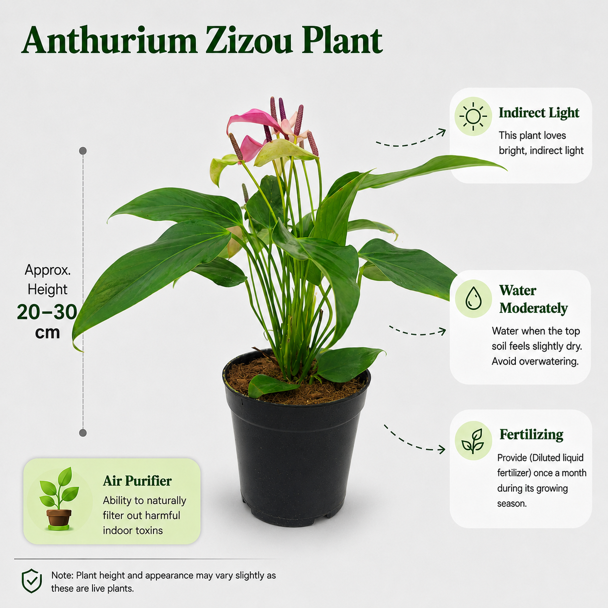 The Plantor