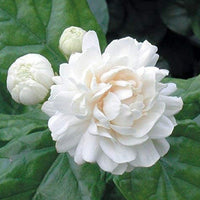 The Plantor