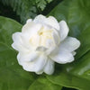 Arabian Jasmine Small - 7 Layer - Outdoor Flowering Plant