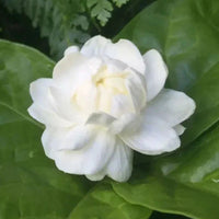 The Plantor