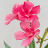 Arali Big Pink (Nerium Oleander) - Outdoor Flowering Plant
