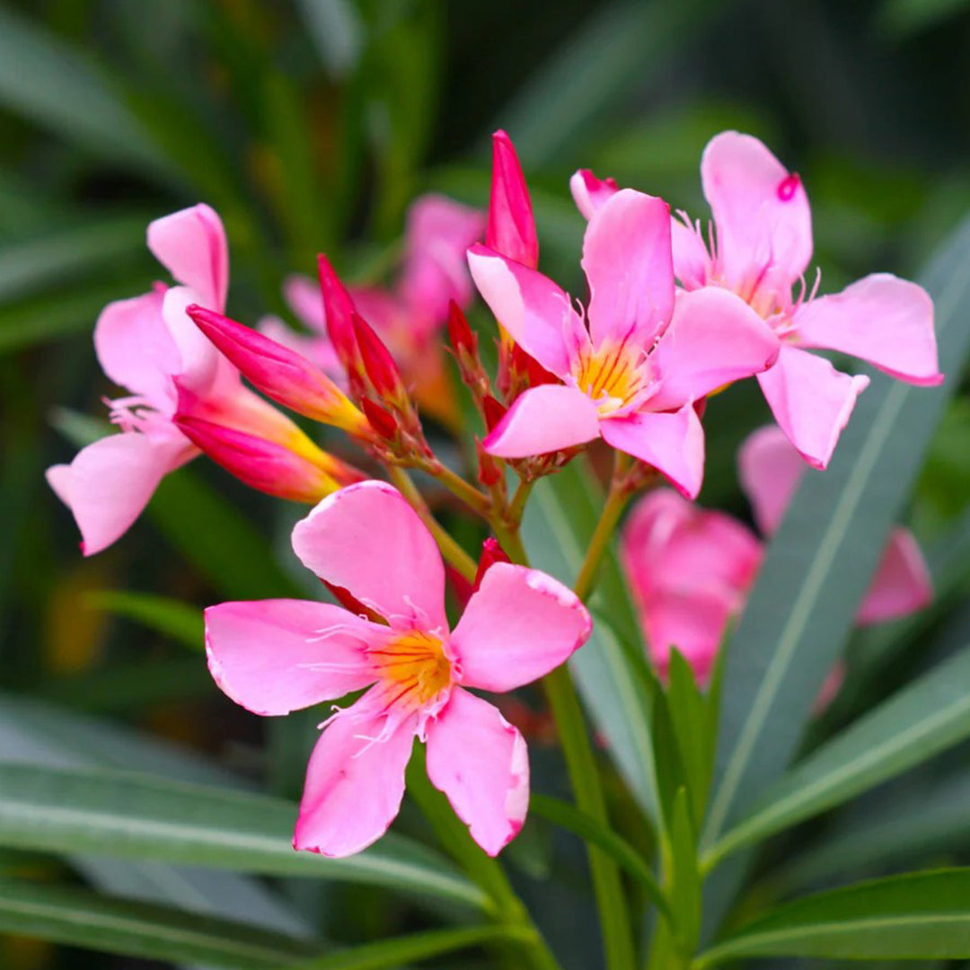 The Plantor