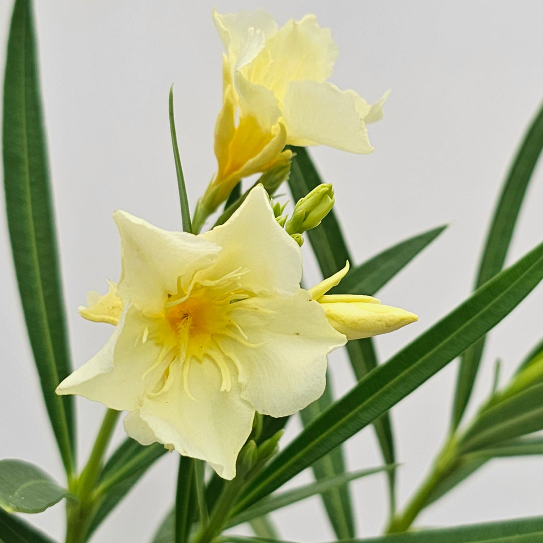 The Plantor