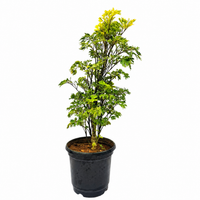 Aralia Green - Landscaping Plant
