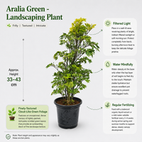 Aralia Green - Landscaping Plant