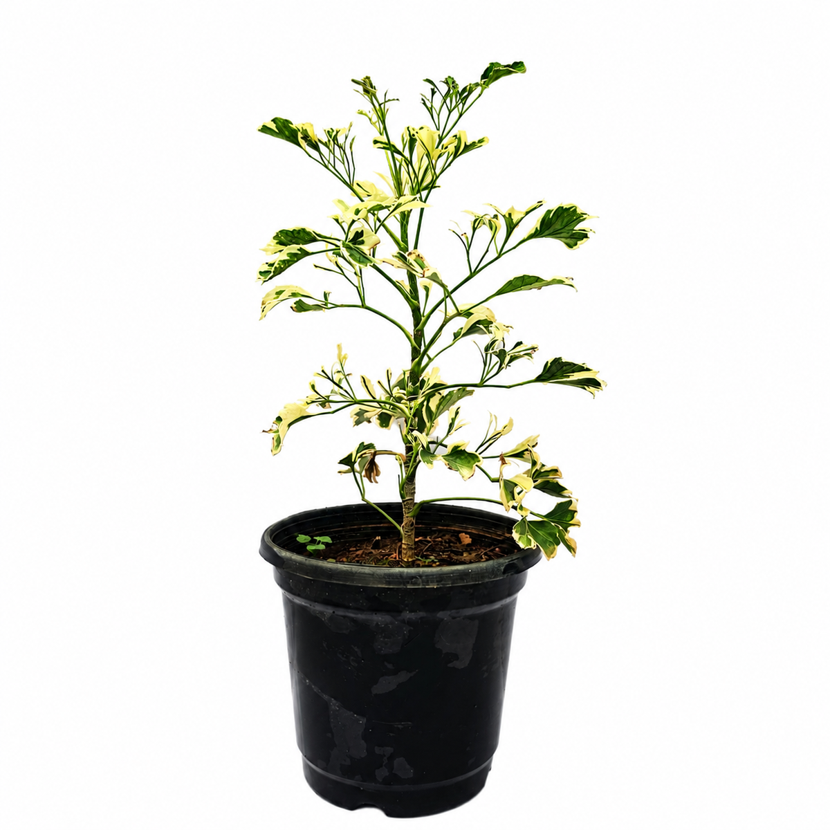 The Plantor
