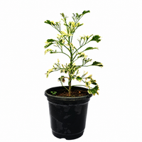 Aralia White - Landscaping Plant
