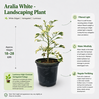 Aralia White - Landscaping Plant
