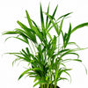 Areca Palm - Indoor Plant