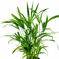 The Plantor