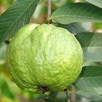 Arka Kiran Guava - Fruit Plant