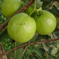 Arka Kiran Guava - Fruit Plant