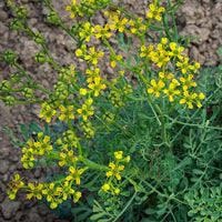 Arutha - Medicinal Plant