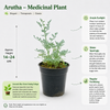 Arutha - Medicinal Plant