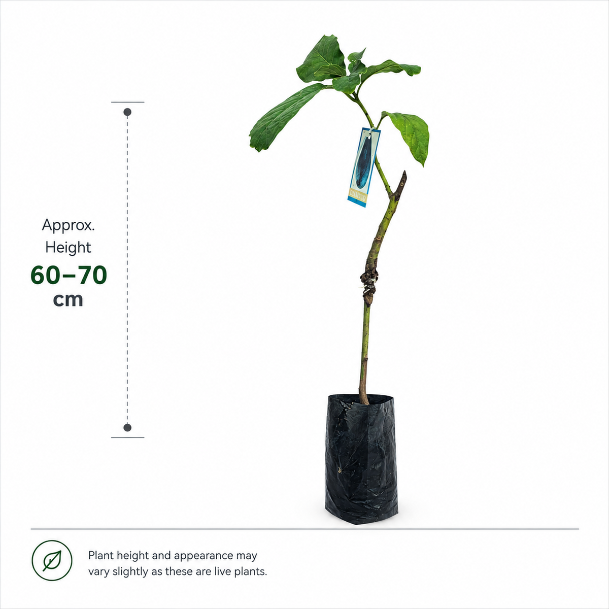The Plantor