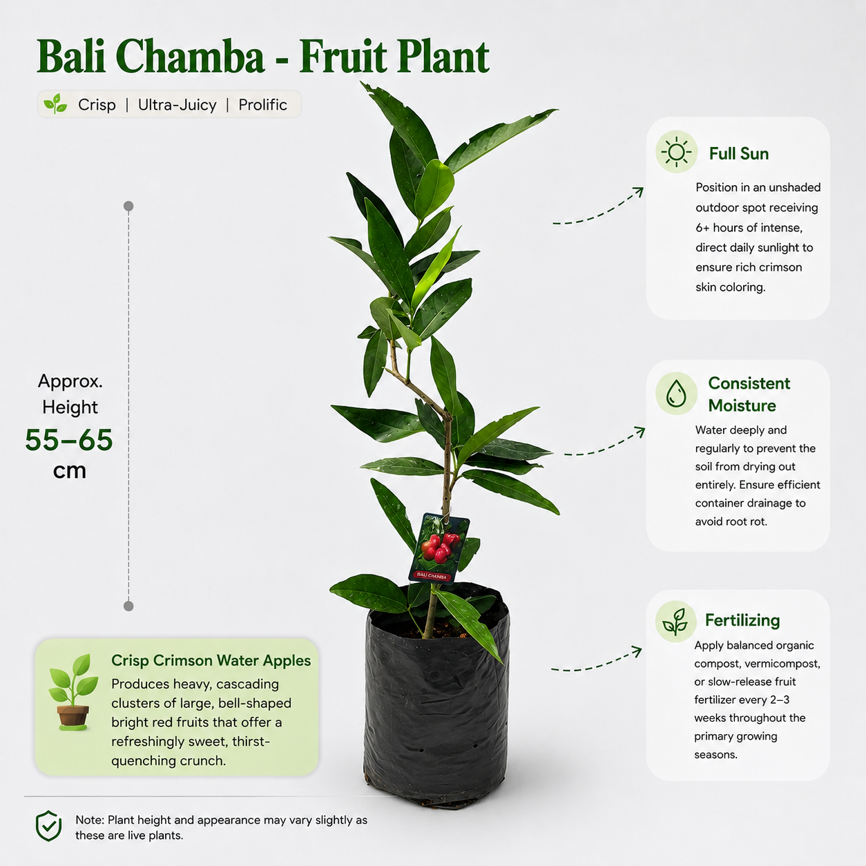 The Plantor