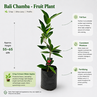The Plantor