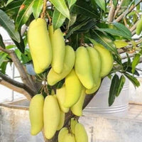 Banana Mango Plant