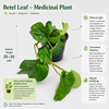 Betel Leaf - Medicinal Plant