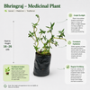 Bhringraj Yellow - Medicinal Plant