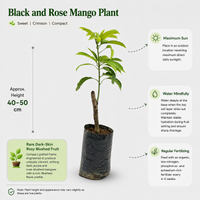 Black and Rose Mango Plant