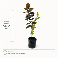 Black Diamond Guava - Fruit Plant