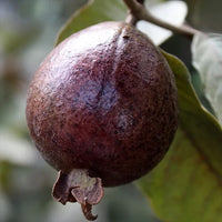 Black Guava - Fruit Plant
