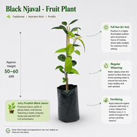 Black Njaval - Fruit Plant