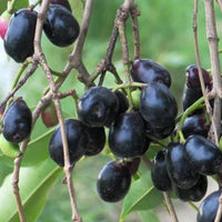 Black Njaval - Fruit Plant