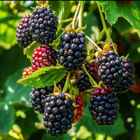 Black Berry - Fruit Plant
