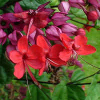 The Plantor