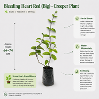 The Plantor