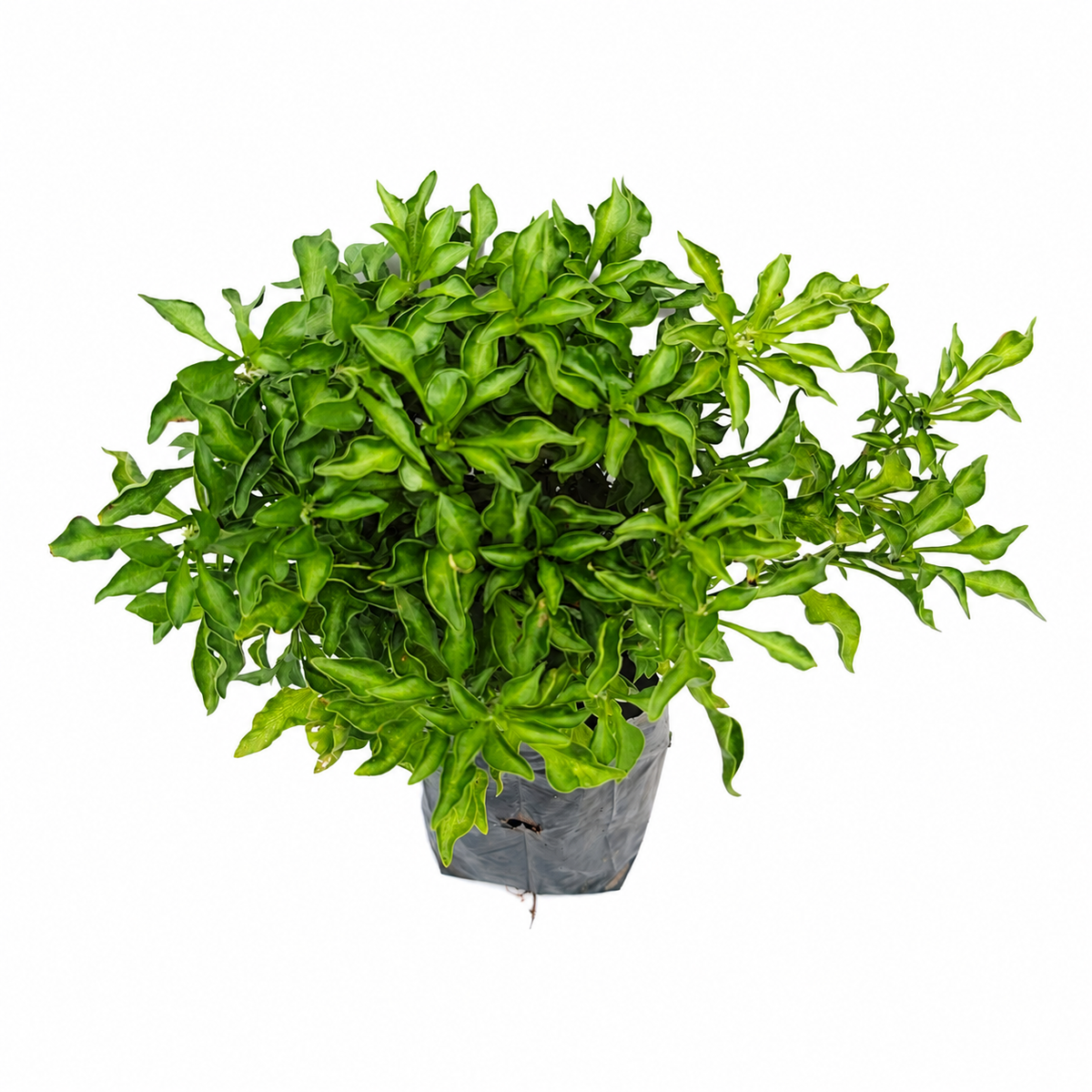 The Plantor