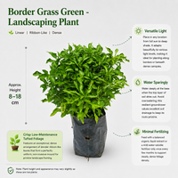 Border Grass Green - Landscaping Plant