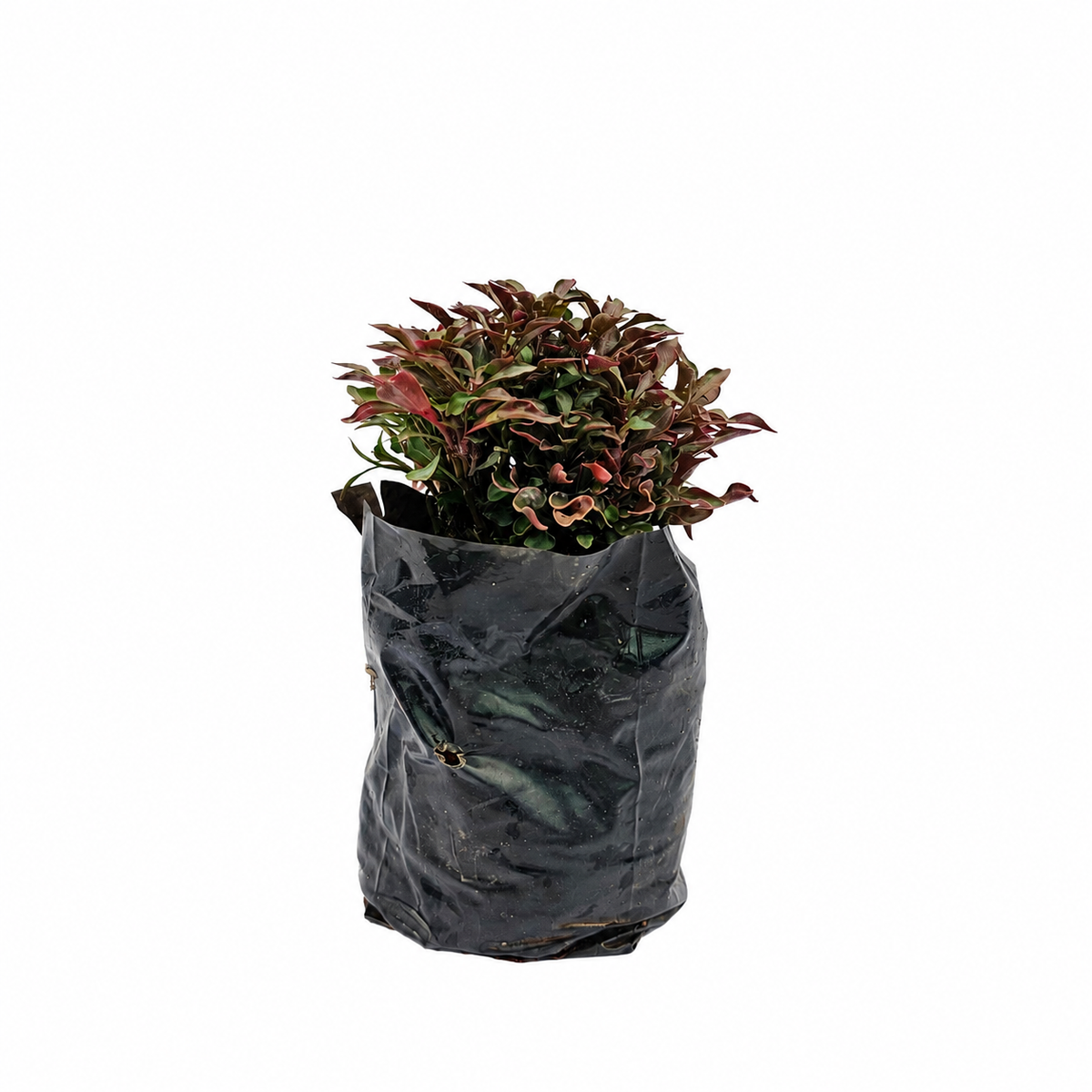 The Plantor