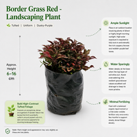 Border Grass Red - Landscaping Plant