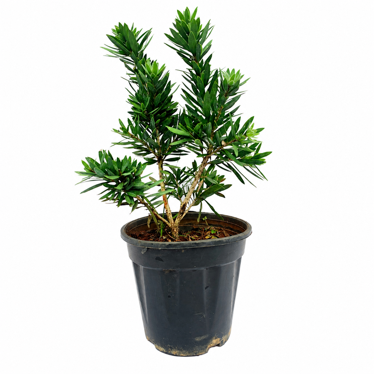The Plantor