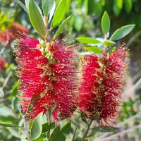 Bottle Brush Dwarf - Landscaping Plant