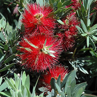 Bottle Brush Dwarf - Landscaping Plant