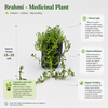 Brahmi - Medicinal Plant