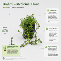Brahmi - Medicinal Plant