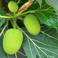 Breadfruit (Kadaplavu) - Fruit Plant