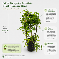 The Plantor