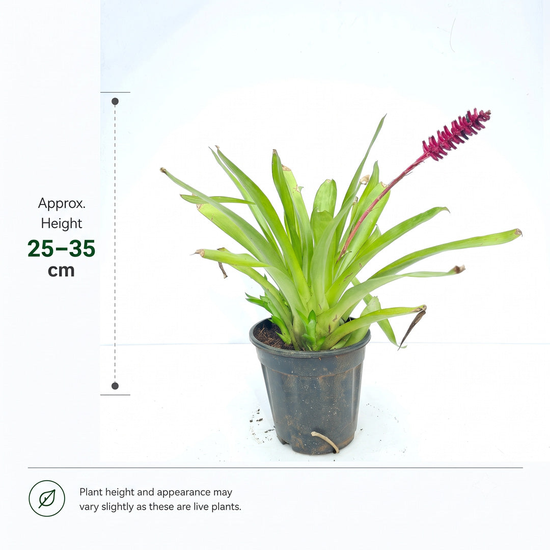 The Plantor