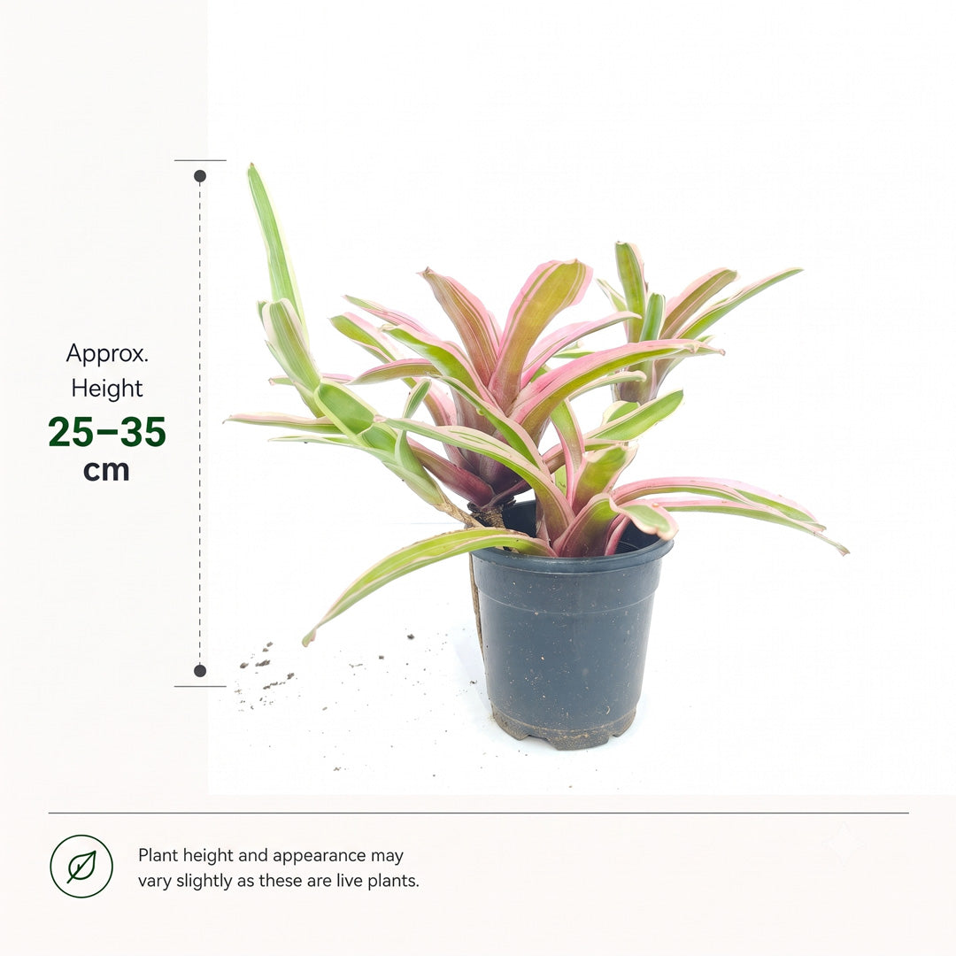 The Plantor