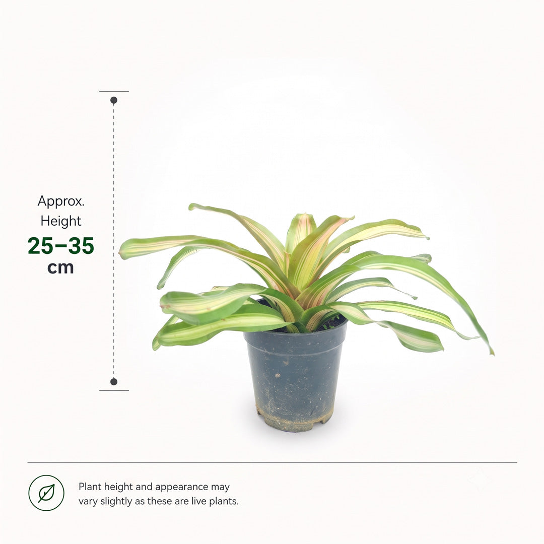 The Plantor